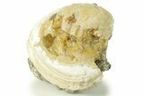 Fossil Clam (Mercenaria) With Fluorescent Calcite - Rucks Pit, FL #280358-1